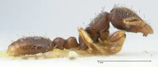 Vollenhovia subtilis - FOCOL1655