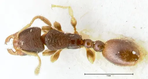 Vollenhovia subtilis - FOCOL1656