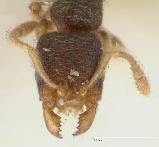 Vollenhovia subtilis - FOCOL1656