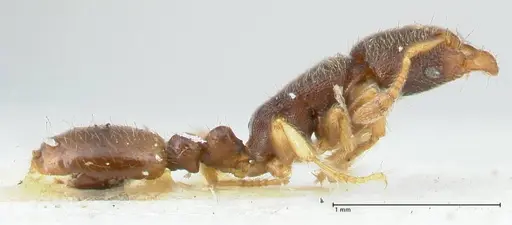 Vollenhovia subtilis - FOCOL1656