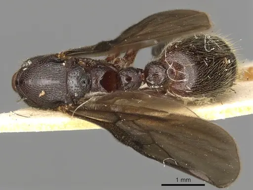 Vollenhovia umbilicata specimen