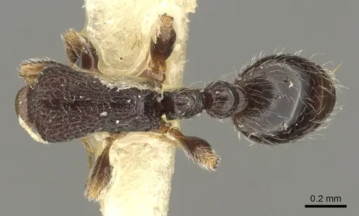 Vollenhovia undecimalis specimen