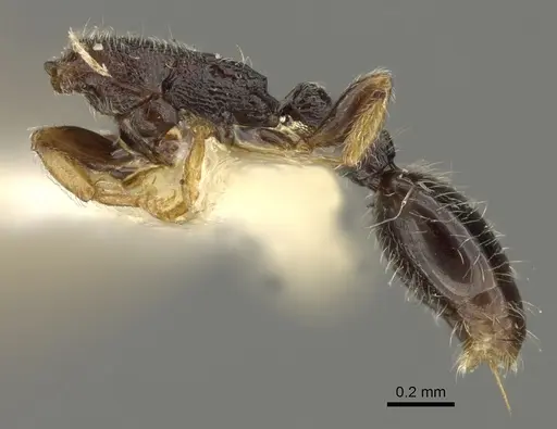 Vollenhovia undecimalis specimen