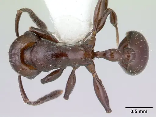 Vombisidris acherdos specimen