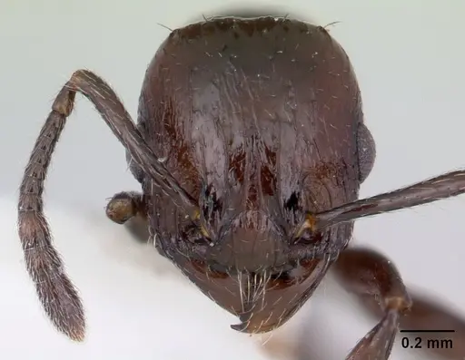 Vombisidris acherdos specimen