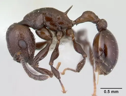 Vombisidris acherdos specimen