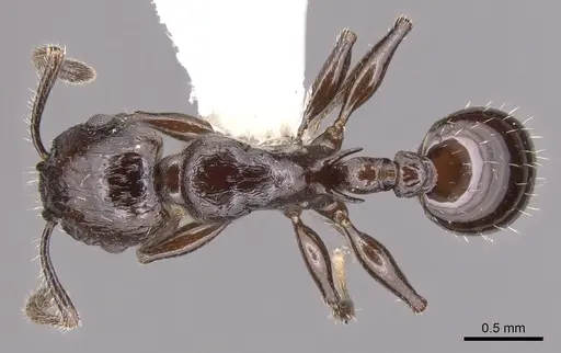 Vombisidris acherdos - CASENT0901984