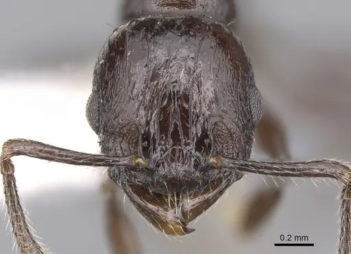 Vombisidris acherdos - CASENT0901984