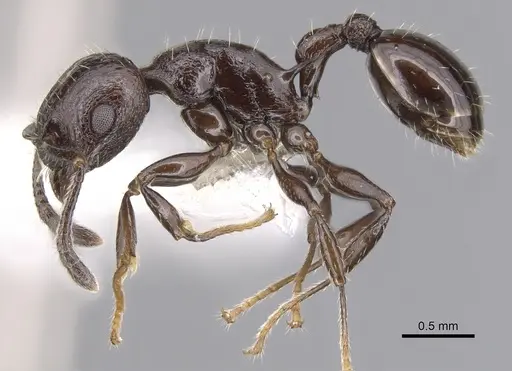 Vombisidris acherdos - CASENT0901984