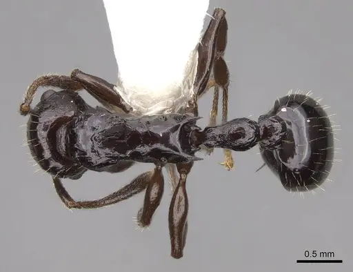 Vombisidris acherdos - CASENT0922897