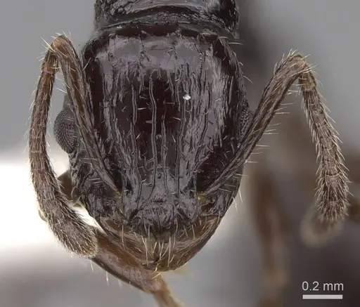 Vombisidris acherdos - CASENT0922897