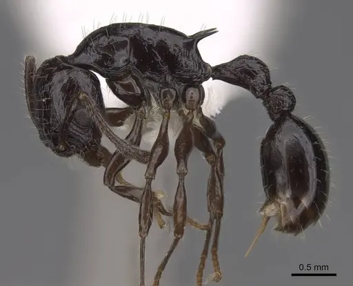 Vombisidris acherdos - CASENT0922897