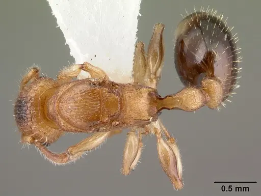 Vombisidris australis specimen