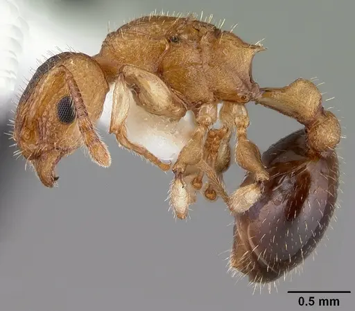 Vombisidris australis specimen