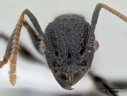 Vombisidris bilongrudi specimen