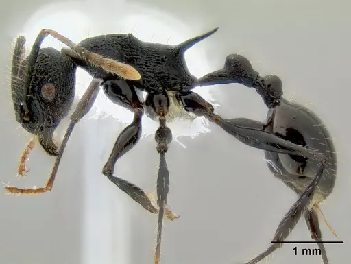 Vombisidris bilongrudi specimen