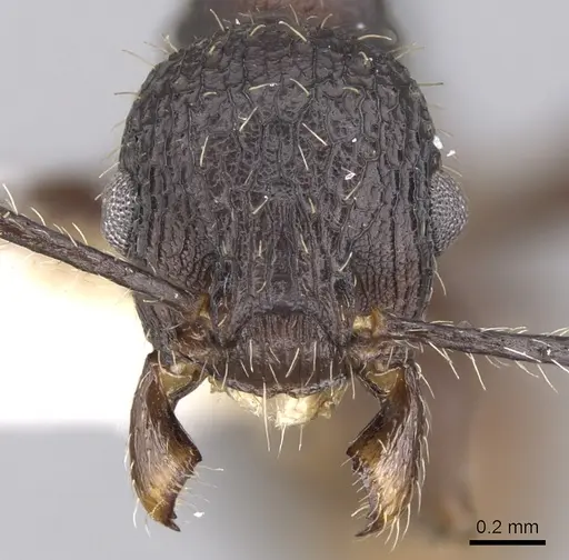 Vombisidris bilongrudi - CASENT0901985