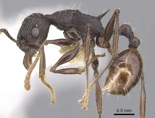 Vombisidris bilongrudi - CASENT0901985