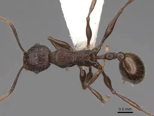 Vombisidris bilongrudi - CASENT0922898