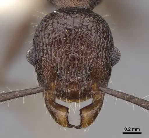 Vombisidris bilongrudi - CASENT0922898