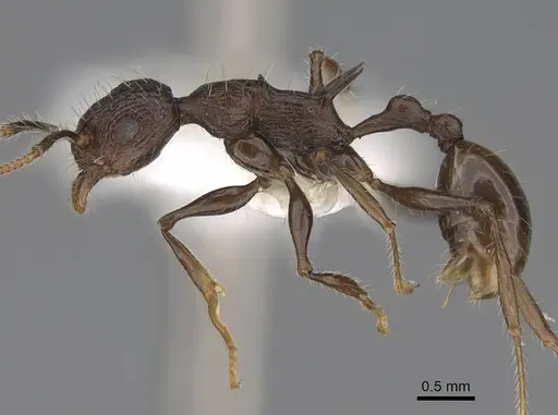 Vombisidris bilongrudi - CASENT0922898