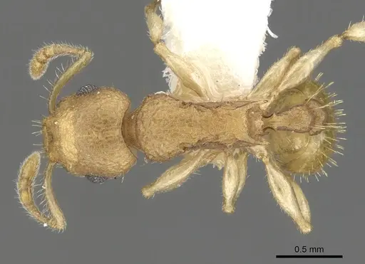 Vombisidris dryas specimen