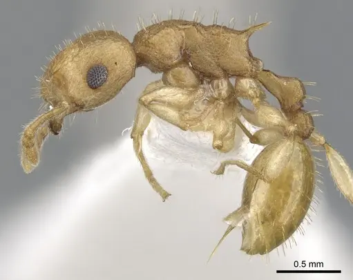 Vombisidris dryas specimen