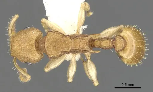 Vombisidris harpeza specimen