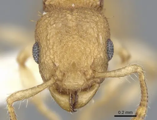 Vombisidris harpeza specimen