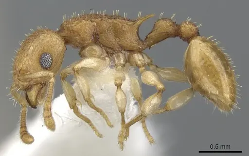 Vombisidris harpeza specimen