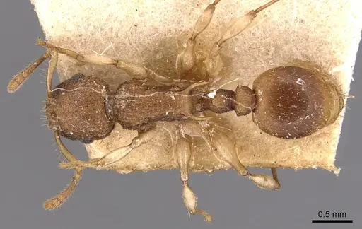 Vombisidris jacobsoni specimen