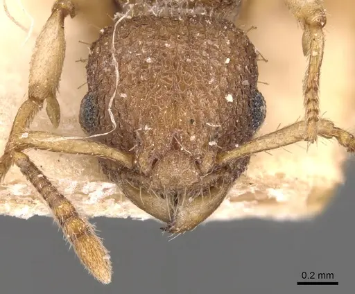 Vombisidris jacobsoni specimen