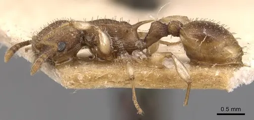 Vombisidris jacobsoni specimen