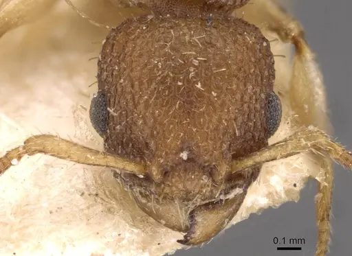 Vombisidris jacobsoni - CASENT0908996