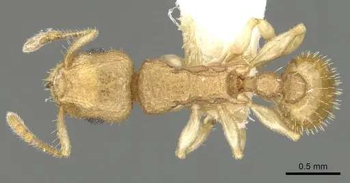 Vombisidris lochme specimen