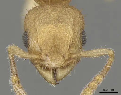 Vombisidris lochme specimen