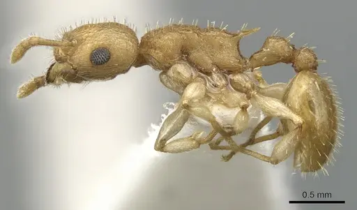 Vombisidris lochme specimen