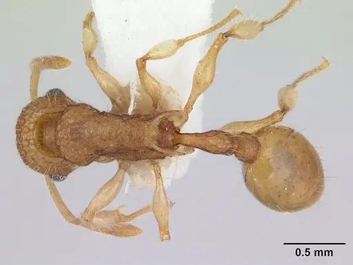 Vombisidris nahet specimen