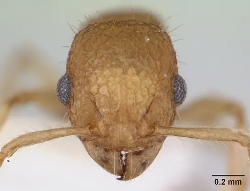 Vombisidris nahet specimen