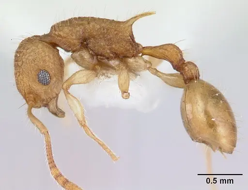 Vombisidris nahet specimen