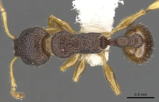 Vombisidris occidua specimen