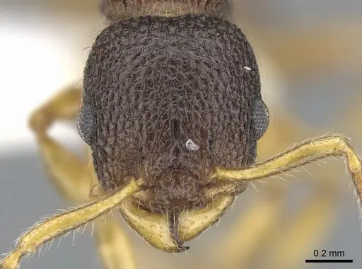 Vombisidris occidua specimen