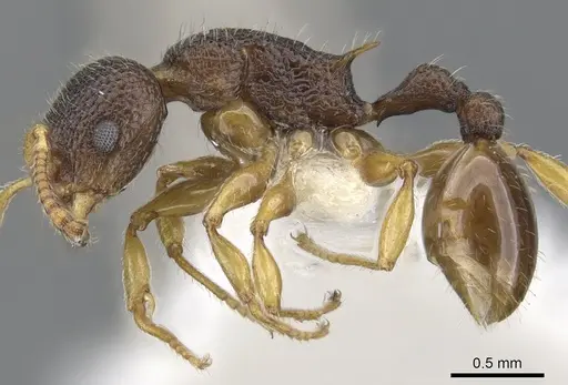 Vombisidris occidua specimen