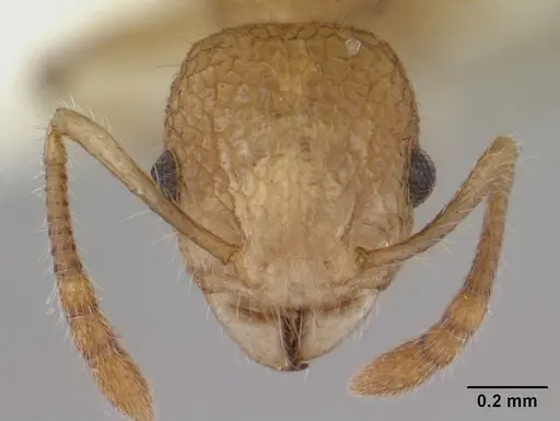 Vombisidris philax specimen