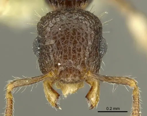 Vombisidris philippina specimen