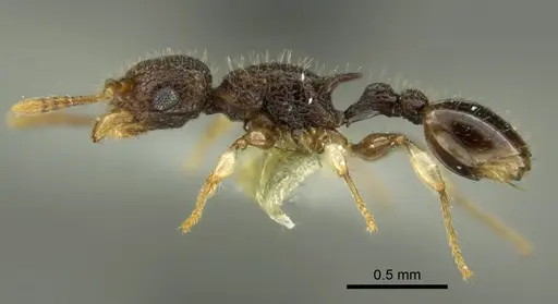 Vombisidris philippina specimen