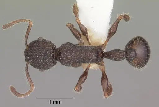 Vombisidris regina specimen