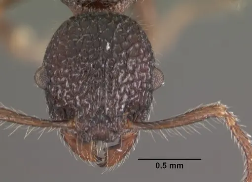 Vombisidris regina specimen