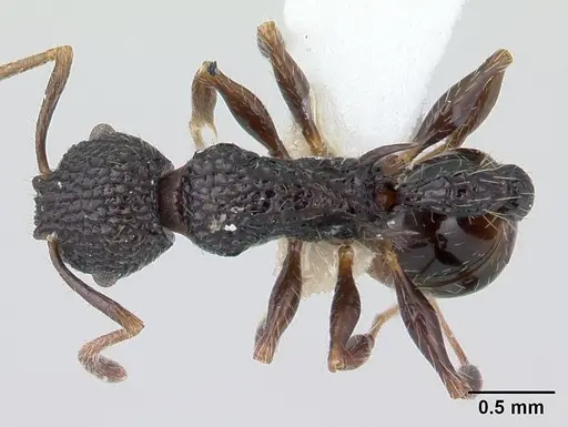 Vombisidris regina - CASENT0178737