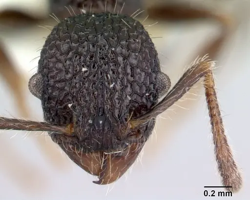 Vombisidris regina - CASENT0178737